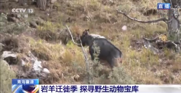 野生動物頻繁現身林場！看岩羊遷徙季下的天然寶庫