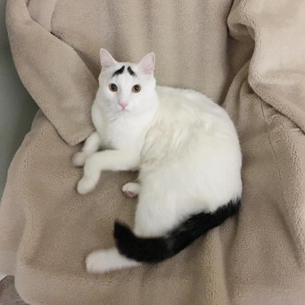 22只擁有奇怪花紋的動物！貓咪蝙蝠俠傻傻分不清楚