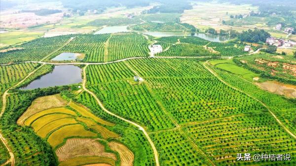 管理大果園8年，我踩過的5個大坑，每坑都裝著辛酸淚