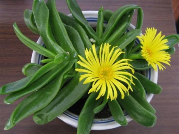 6種&OpenCurlyDoubleQuote;醜八怪&rdquo;盆栽，養在客廳特霸氣，還有旺家宅的好寓意