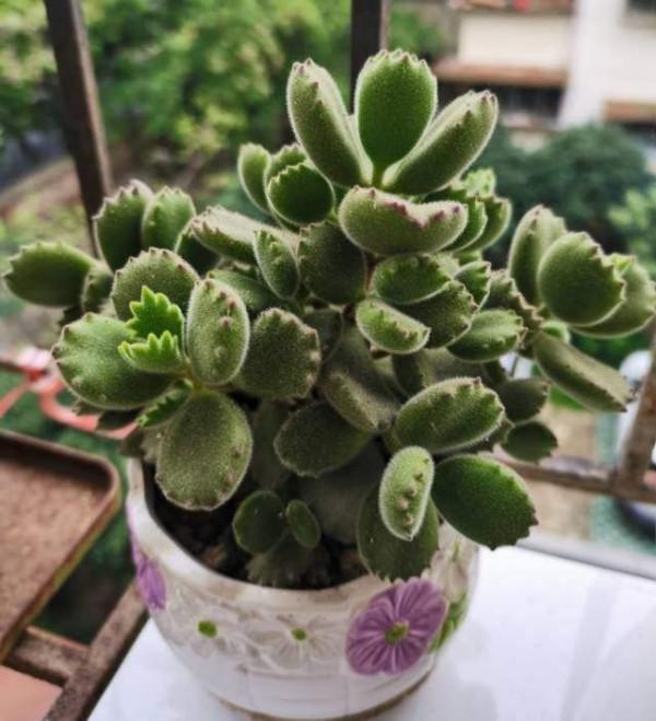 秋天養多肉，就養這5種，呼呼冒小芽