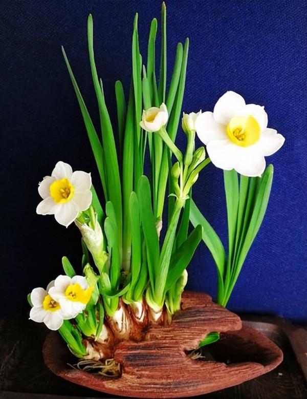 5種&OpenCurlyDoubleQuote;劇毒花&rdquo;，開花很漂亮，但全身毒性都很大，看看你家養了沒