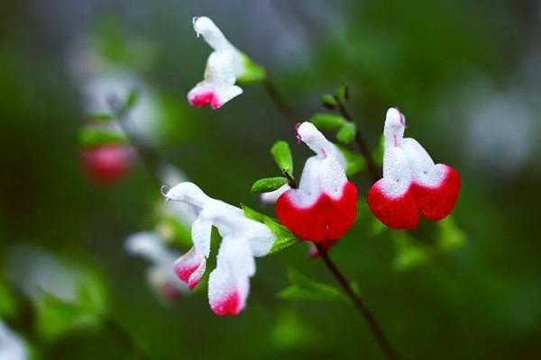 櫻桃鼠尾草～淡淡花香，成雙成對，玲瓏可愛