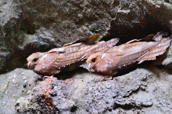 這種鳥被譽為行走的油包,儘管吃素但因為太胖,常被捉來熬油 這種鳥被譽為行走的油包,儘管吃素但因為太胖,常被捉來熬油