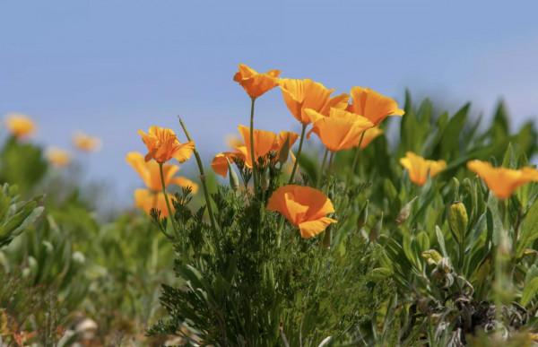 20種充滿活力的橙黃色花卉,來為你的生活注入快樂吧 20種充滿活力的橙黃色花卉,來為你的生活注入快樂吧