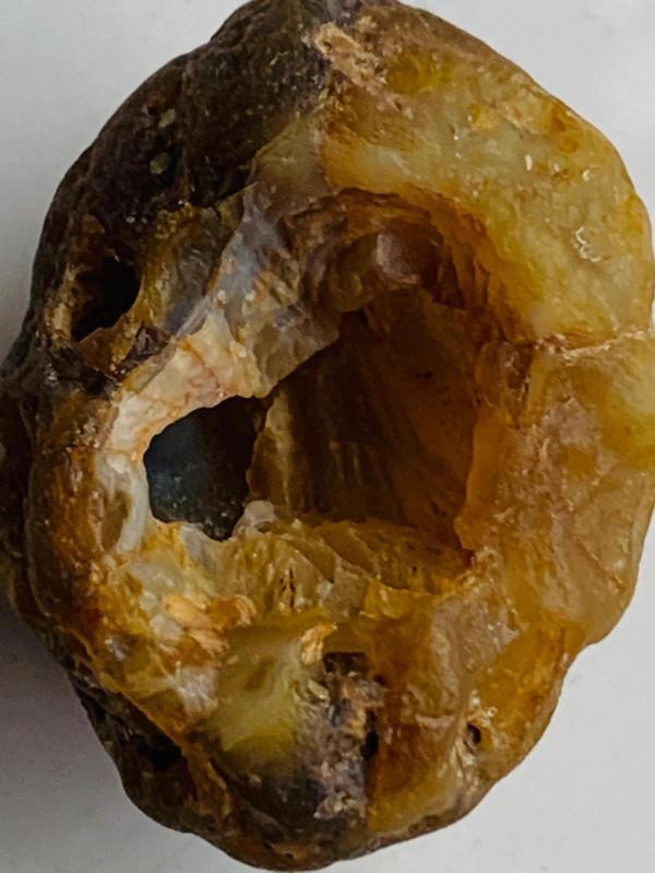 瑪瑙貝類古生物化石