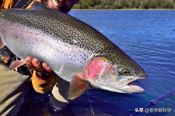 2017年10斤虹鱒被釣獲，引出淡水三文魚之爭，如今對手卻高攀不起