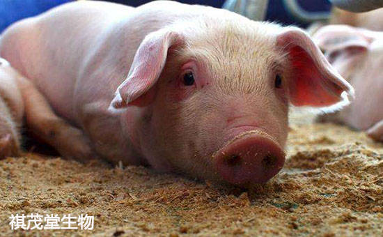 如何防治豬傳染性胸膜肺炎？預防和治療豬傳染性胸膜肺炎的中藥方