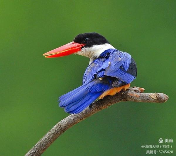 自然界中最美的鳥兒之一藍翡翠