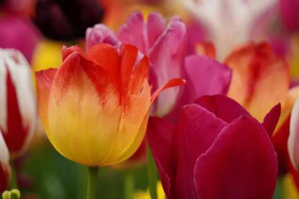 「隨筆」永遠的祝福