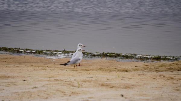 雲南瀘西:紅嘴鷗首次飛抵黃草洲國家溼地公園 雲南瀘西:紅嘴鷗首次飛抵黃草洲國家溼地公園