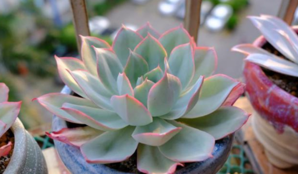 多肉薄葉“三仙”該怎麼養？掌握住技巧，盆栽輕鬆出狀態