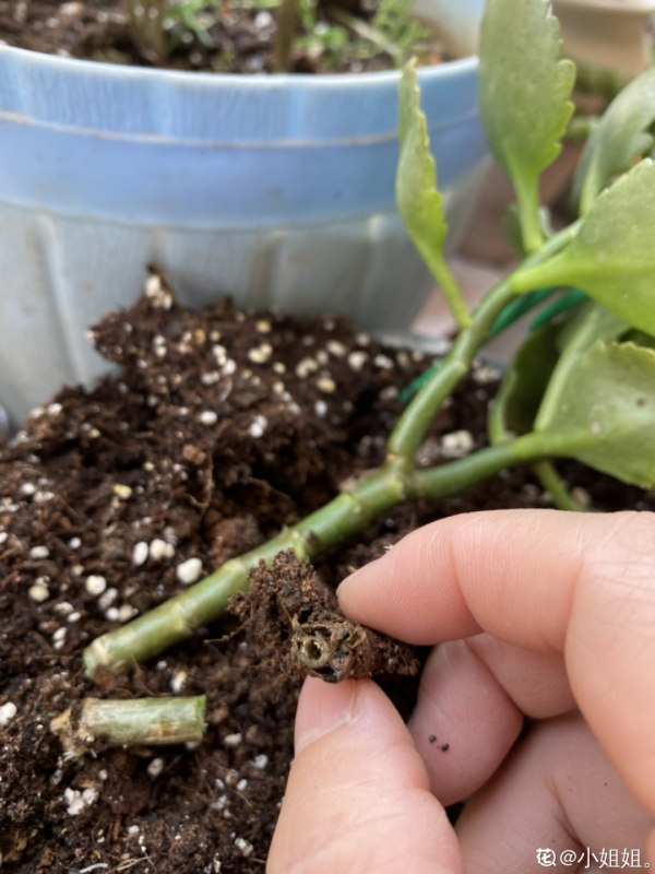 三伏天養花，澆水太難了，學好竅門是關鍵