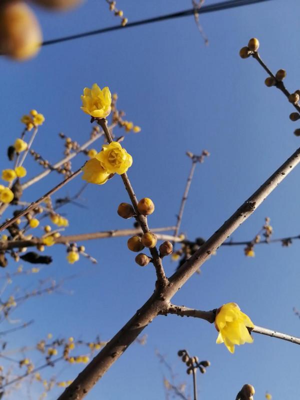 臘梅花開時