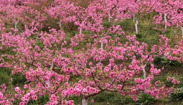 今年賞桃花，千萬別錯過大英&CenterDot;宋井桃源！