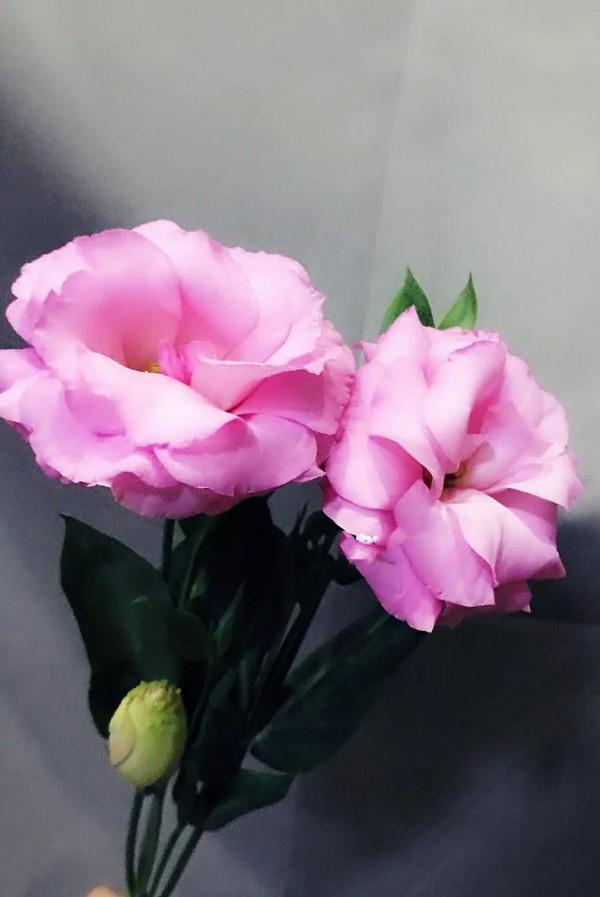 五彩斑斕洋桔梗花 五彩斑斕洋桔梗花