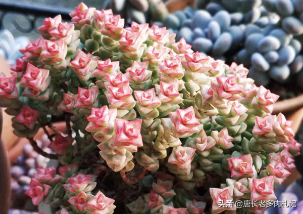 給多肉噴藥？請注意7點，要不你可能把多肉噴掛了，自己還出問題