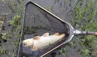 國慶釣魚，釣“深”還是釣“淺”？選錯就是浪費時間去餵魚