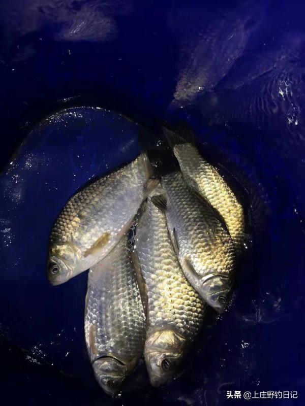 釣魚日記——2021年9月16日 釣魚日記——2021年9月16日