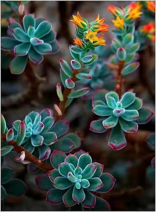 50種多肉開花欣賞，你養的開花了嗎？快來曬曬