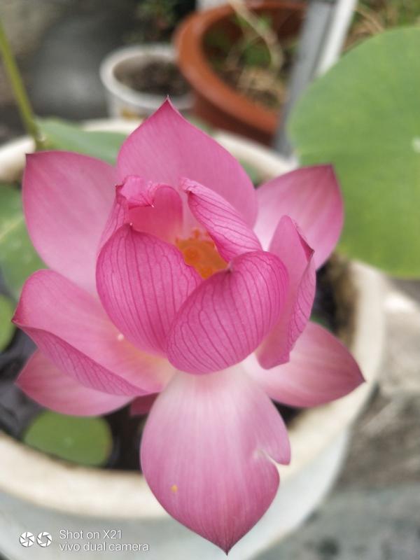 養碗蓮做好3點，開花美得像藝術品，拍的照片像修圖