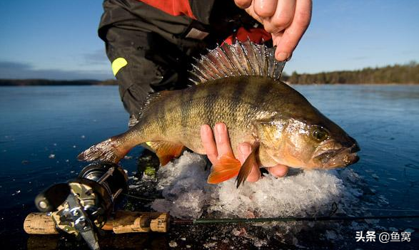 五道黑,為什麼國內釣的很少,而老外卻玩的很嗨? 五道黑,為什麼國內釣的很少,而老外卻玩的很嗨?
