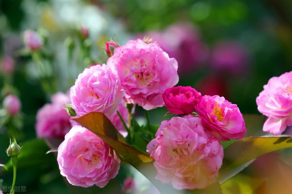 過年這些東西別浪費，養花種草好幫手