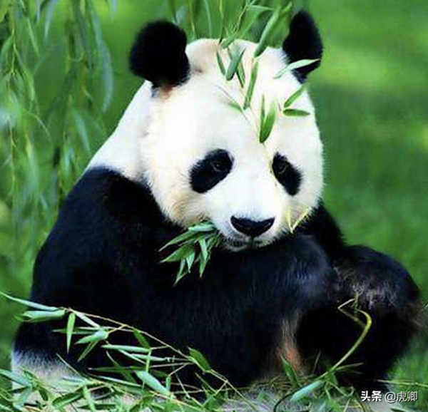 大熊貓為何瀕危？守候女友一星期，只享樂30秒，還有華南虎在追殺