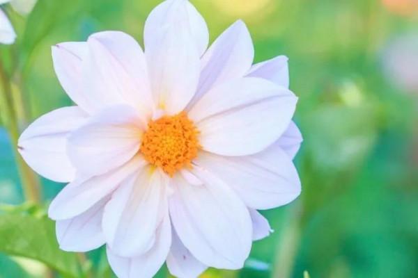 大麗花的花朵，花瓣排列得十分整齊，自然奔放而富有浪漫色彩