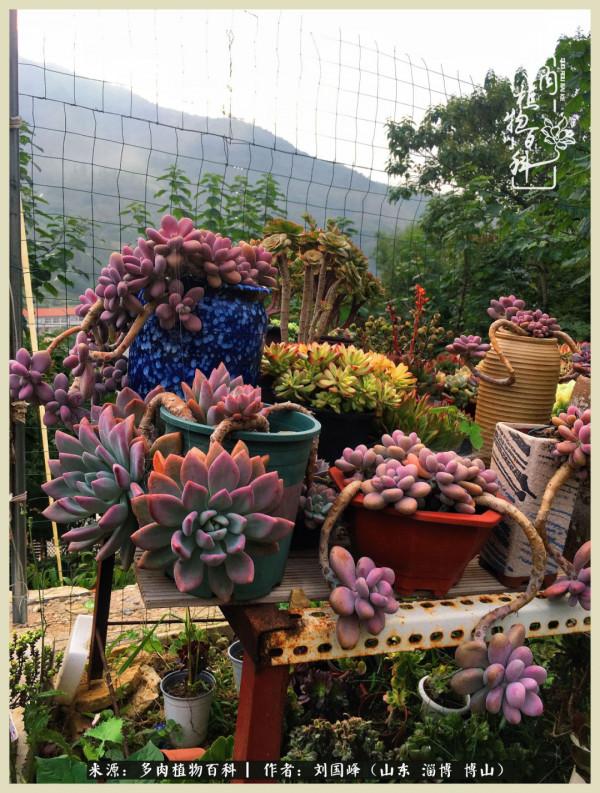 秋季多肉，你是王者歸來嗎？（附秋季養護知識）