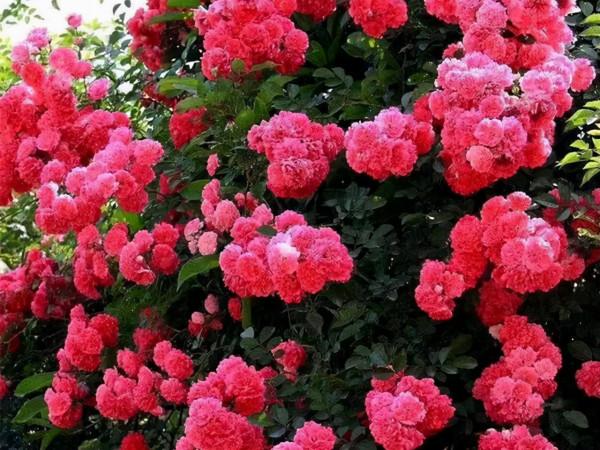 歷年來很火的8種網紅花，快來看看，你家裡種植了幾種？