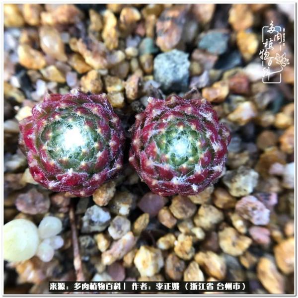 我的多肉，我的小世界