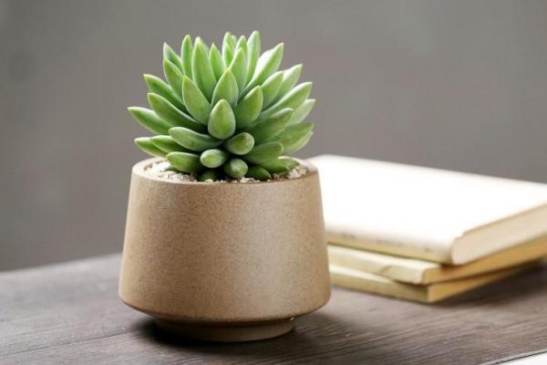 你家廁所裡有這種小飛蟲嗎?它發起飆來醫生也怕,教你3招消滅它 你家廁所裡有這種小飛蟲嗎?它發起飆來醫生也怕,教你3招消滅它