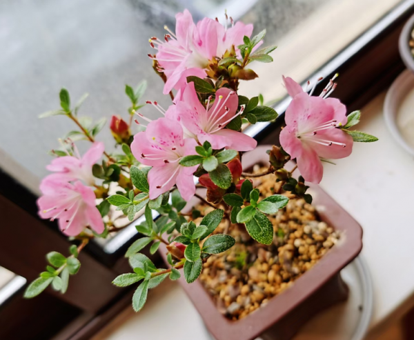 杜鵑花喜溼度大，噴水只會起到“反作用”，教你3個加溼方法