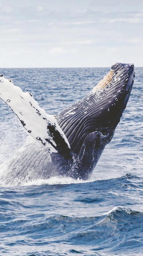 地球上最大動物……