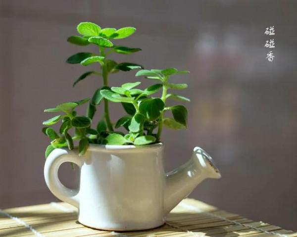 碰碰香“脾氣”大，一不小心就散發清香，家裡養一盆，很有好處