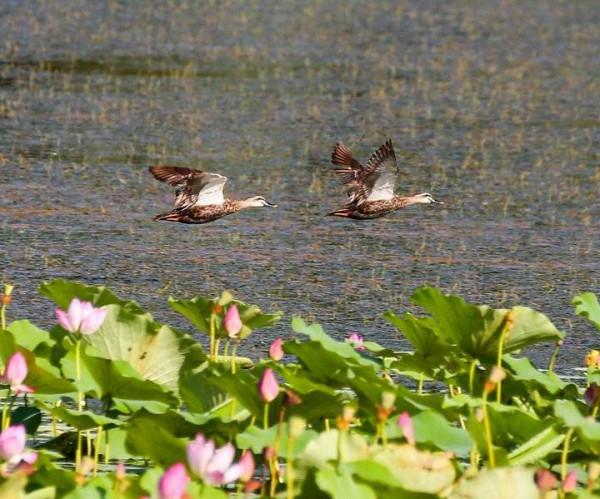 斑嘴鴨：中國家鴨祖先之一