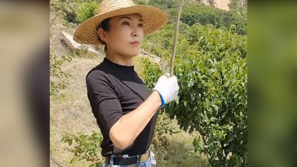 君妹:農村姑娘退伍回老家創業,承包300畝果園一夜爆紅網路 君妹:農村姑娘退伍回老家創業,承包300畝果園一夜爆紅網路