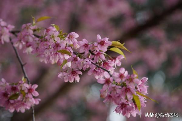 《小鳳用車生活》櫻花盛開，駕車自來