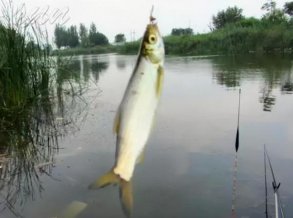 冬天這幾個河釣技巧請收下，大小河面都適用