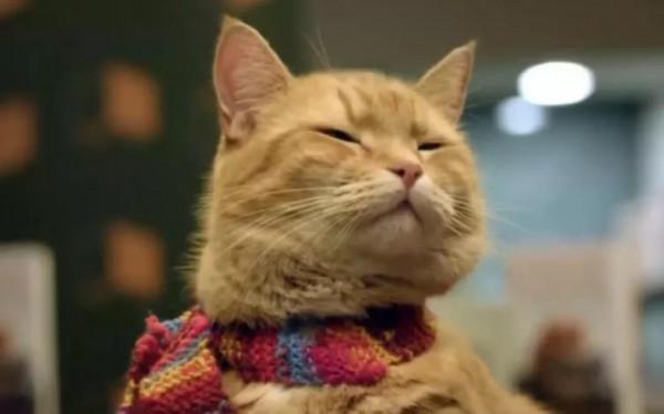 《街貓鮑勃》：這隻橘貓不僅自己掙貓糧，還順帶養活了鏟屎官