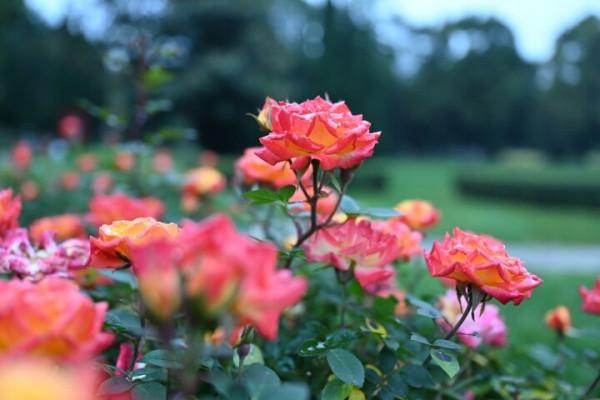 冬天的龍潭公園景色迷人
