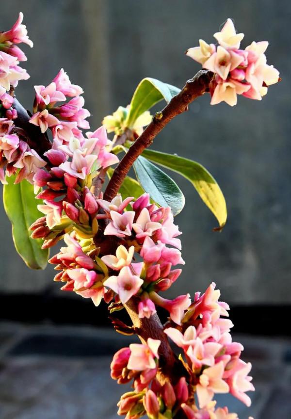 鄰居大爺有遠見,冬天養“3種漂亮花”,春節開花很美,寓意又好 鄰居大爺有遠見,冬天養“3種漂亮花”,春節開花很美,寓意又好