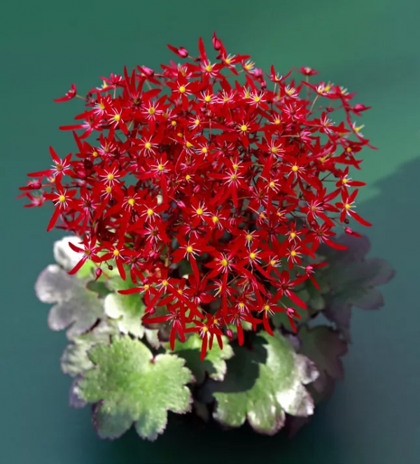 瑞虎迎春，虎耳招財！翩翩起舞的小精靈，輕鬆開成夢幻花毯