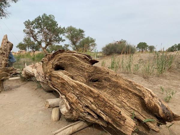 大美新疆（十）羅布人村