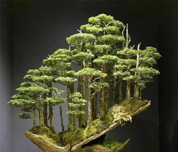 走進盆景（圖片）