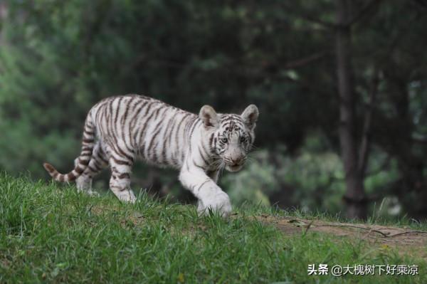 北京野生動物園的小老虎太萌、太可愛