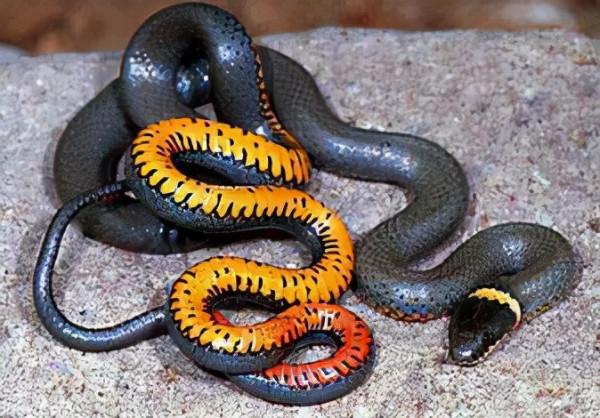 66張圖片帶你看看，那些有著驚豔“顏值”的動物