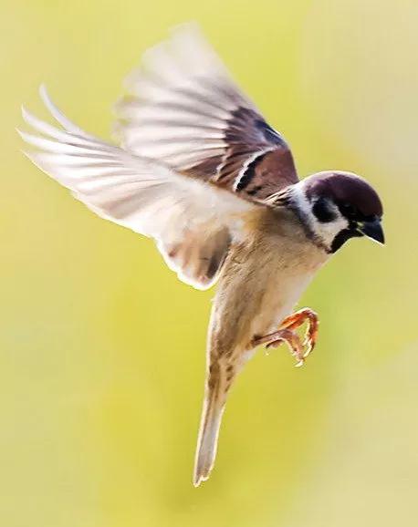 麻雀的精美圖片