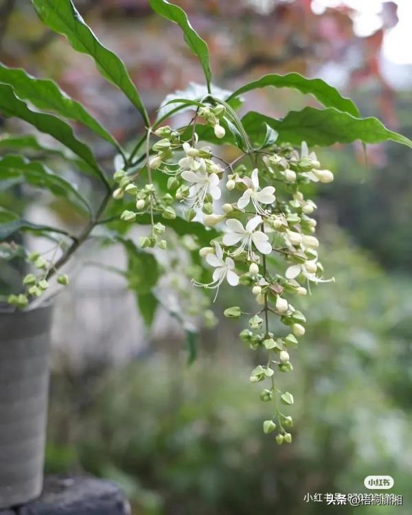 那些植物界的愛馬仕